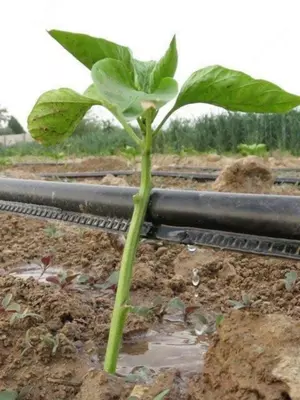 от 290 сум / м Щелевая лента капельного орошения Ирана (шланг) 16 мм