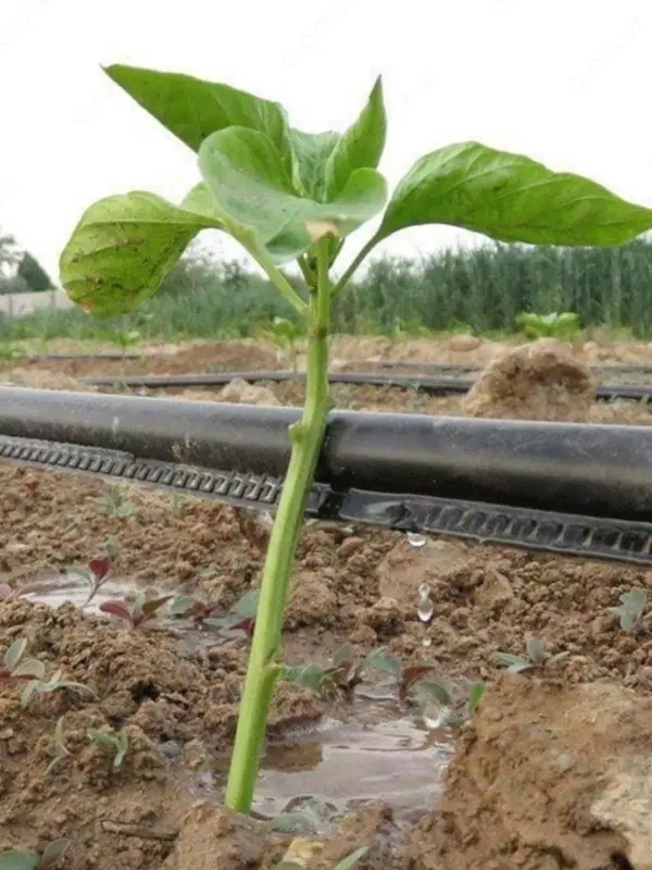 {0} so'mdan Eronni zigzakli tomchilatib sug‘orish lentasi diametr 16 mm