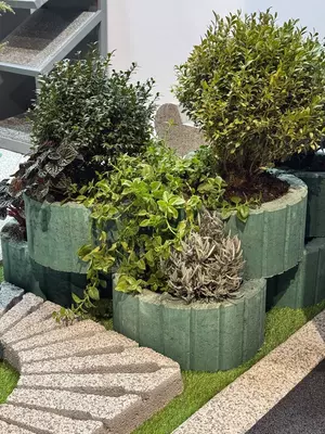 Gulzorlar (klumba). - 27 500 so'm / donadan