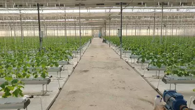 6 300 000 000 so'm / ob'ekt Issiqxona bino-inshooti