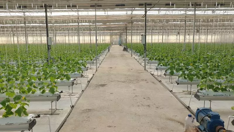 6 300 000 000 сум Теплица