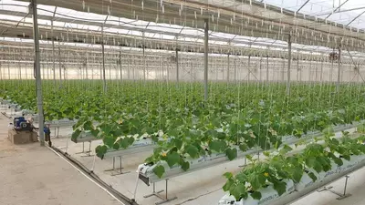 Issiqxona bino-inshooti Chakana savdo