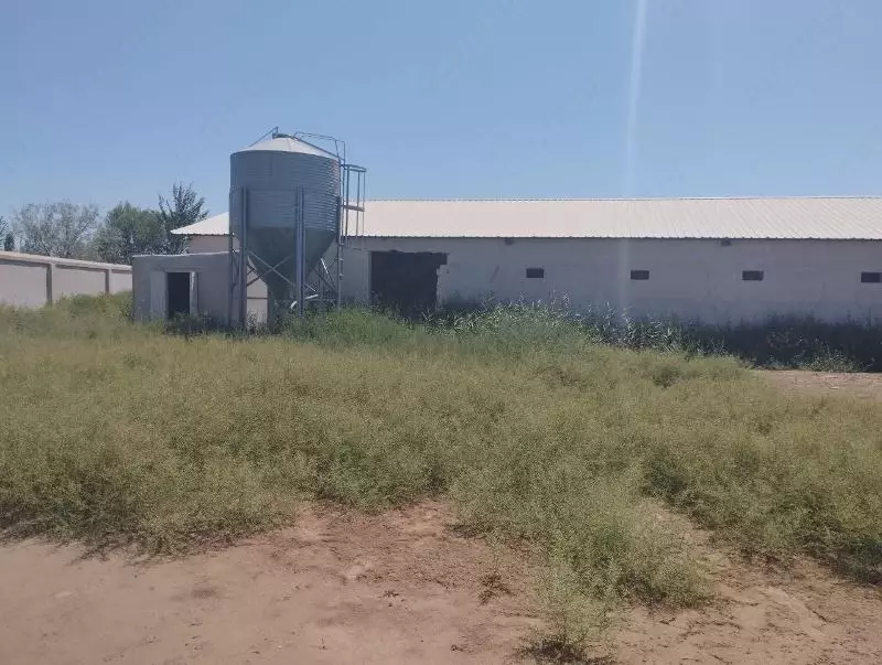 Здания и сооружения птицефабрик.