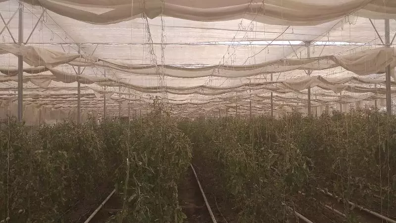 5 500 000 000 сум Теплица.