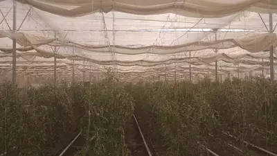 5 500 000 000 so'm / ob'ekt Issiqxona binosi.