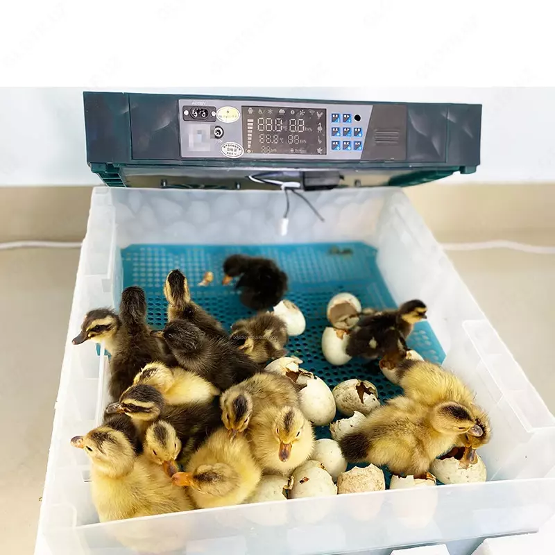 Инкубатор в наличии Только в розницу