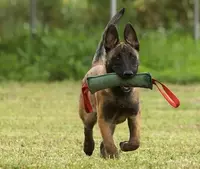  Вольеры для собак; Балансир для собак; Барьер для собак №1…  Ширина: 76-790 мм  L= 770-7300 мм - 