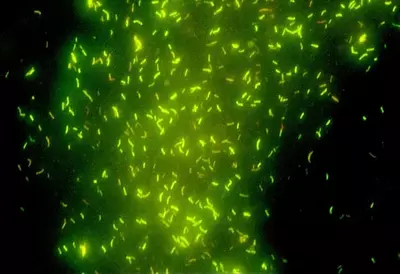  Микроскоп лабораторный B-293PLi - 