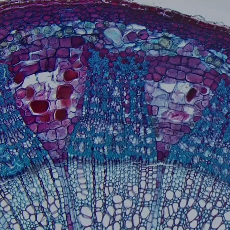 по запросу Камера для микроскопа OPTIKA C-HUB4K