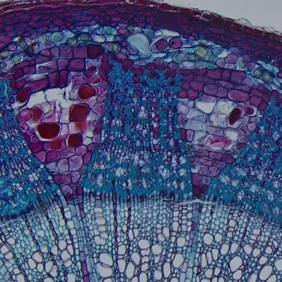 Цена по запросу Камера для микроскопа OPTIKA C-HUB4K