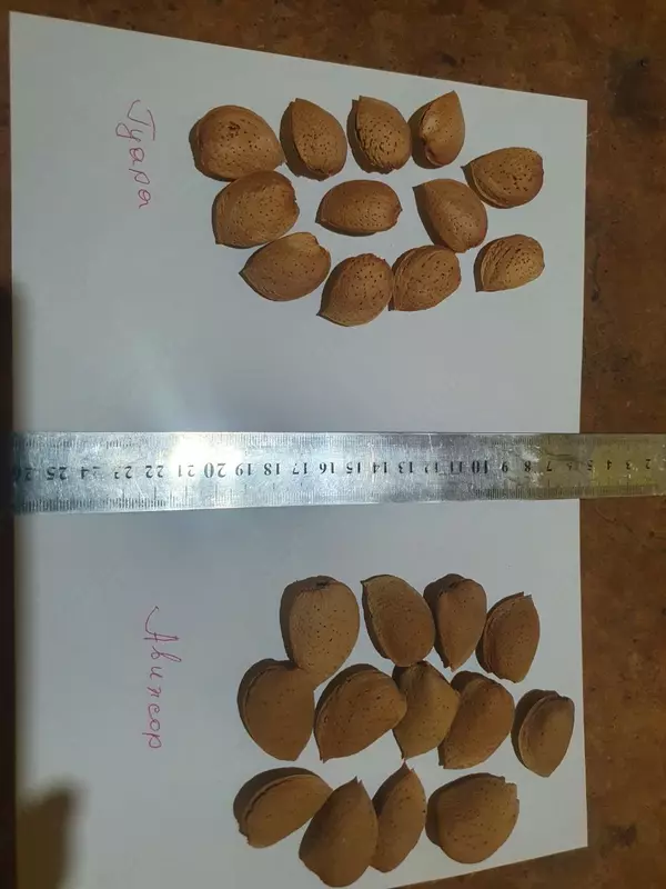 Миндаль - от {0} сум