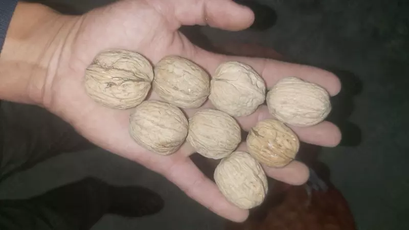 Грецкий орех - от {0} сум