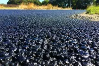 Битум дорожный БН-БНД, арт 027