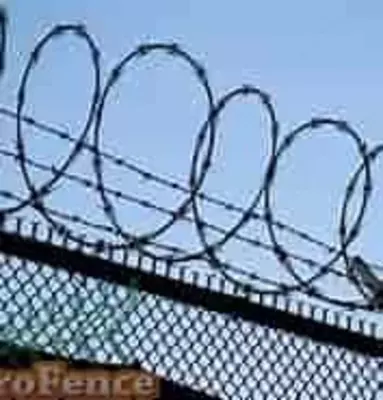 Колючая проволока (арт.061) Колючая проволока (арт.061)