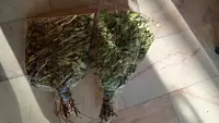 Веники для бани и сауны - 70 000 сум