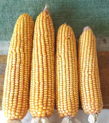 Семена Кукурузы Зерно Макка Дон Силос Продукция компании KWS SAAT SE & Co. KGaA (Германия).