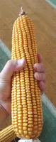  Семена Кукурузы Зерно Макка Дон Силос Продукция компании KWS SAAT SE & Co. KGaA (Германия). - 