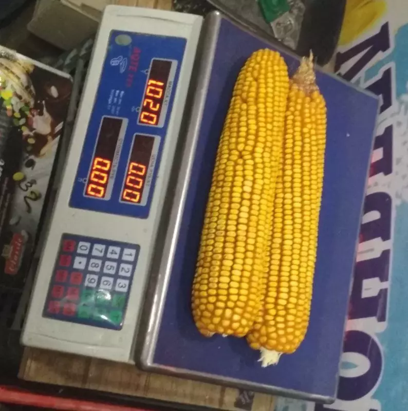   Семена Кукурузы Зерно Макка Дон Силос Продукция компании KWS SAAT SE & Co. KGaA (Германия).