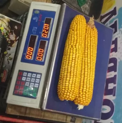   Семена Кукурузы Зерно Макка Дон Силос Продукция компании KWS SAAT SE & Co. KGaA (Германия).