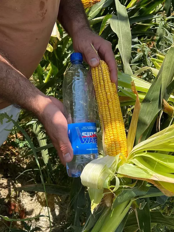  Семена Кукурузы Зерно Макка Дон Силос Продукция компании KWS SAAT SE & Co. KGaA (Германия). - Кукуруза
