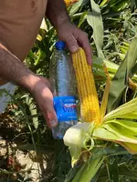  Семена Кукурузы Зерно Макка Дон Силос Продукция компании KWS SAAT SE & Co. KGaA (Германия). - Кукуруза