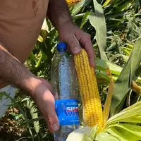  Семена Кукурузы Зерно Макка Дон Силос Продукция компании KWS SAAT SE & Co. KGaA (Германия). Кукуруза