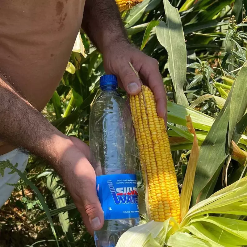  Семена Кукурузы Зерно Макка Дон Силос Продукция компании KWS SAAT SE & Co. KGaA (Германия). Кукуруза
