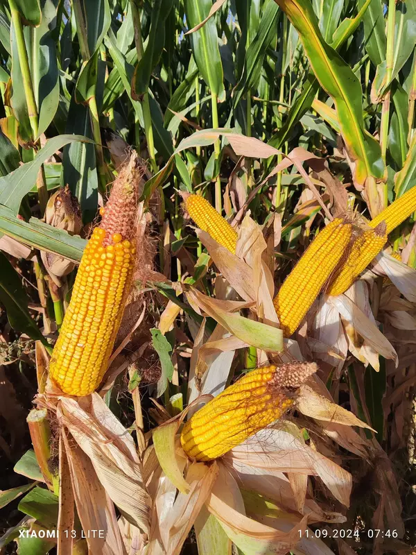  Семена Кукурузы Зерно Макка Дон Силос Продукция компании KWS SAAT SE & Co. KGaA (Германия).  - ООО EXPONENT