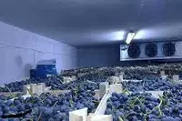  Строительство холодильных камер и складов для овощей и фруктов. Морозильные камеры - OOO ARSAX