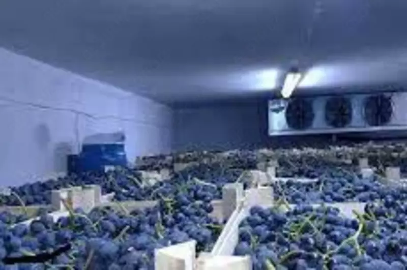  Строительство холодильных камер и складов для овощей и фруктов. Морозильные камеры - OOO ARSAX