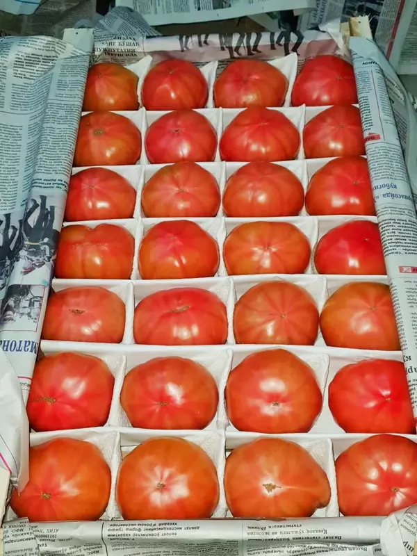 Помидоры томаты