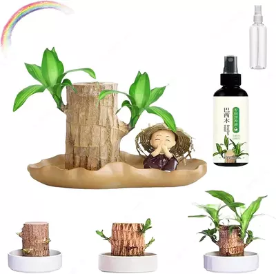 Kurtaklar va barglari bo'lgan braziliya taxtasi