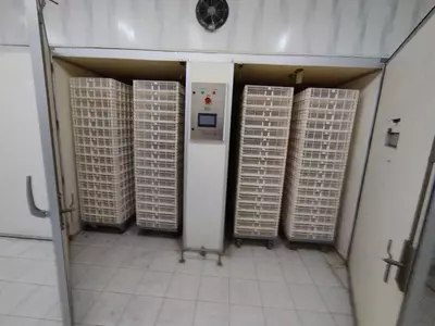 Инкубаторий Zarafshon Lohmann