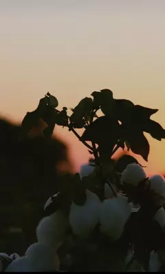 Akhmadiy brendining Misr muslin tagliklari Akhmadiy brendining Misr muslin tagliklari