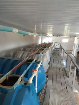 Гипохлорит натрия - от 4 500 сум / литр