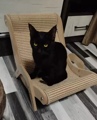 Лежанка для кошки премиум класса в виде кресла - 450 000 сум / шт.