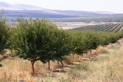 Гидрогель «Аgrogel Green» - 85 000 сум / кг