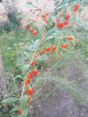 Годжи (дереза) — лекарственное растение.