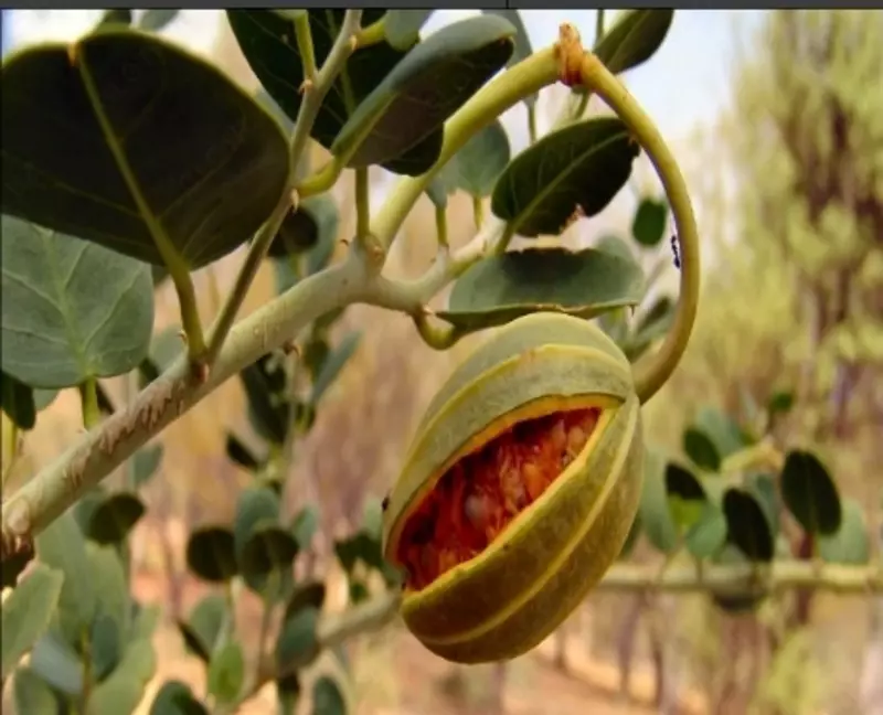 Растение Кавар (Capparis spinosa)