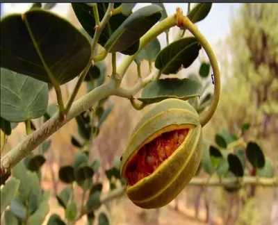 Растение Кавар (Capparis spinosa), Сушёный продукт
