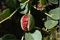 Растение Кавар (Capparis spinosa)