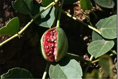 Растение Кавар (Capparis spinosa), Свежий продукт Растение Кавар (Capparis spinosa), Свежий продукт
