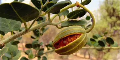 Растение Кавар (Capparis spinosa), Свежий продукт Растение Кавар (Capparis spinosa), Свежий продукт