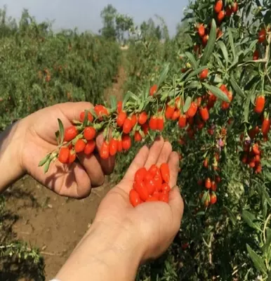 Лечебное растение Goji (deraza) Сушеный товар