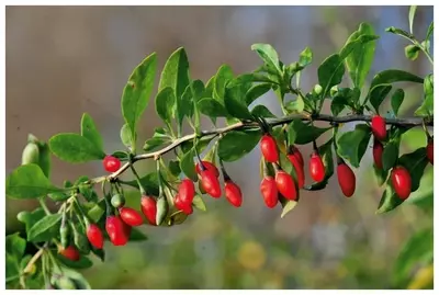 Лечебное растение Goji (deraza) Сушеный товар Лечебное растение Goji (deraza) Сушеный товар