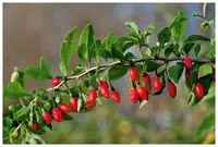 Лечебное растение Goji (deraza) Сушеный товар - 200 000 000 сум