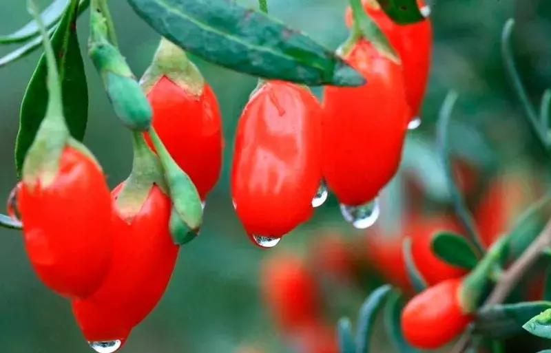 Лечебное растение Goji (deraza) Свежие плоды