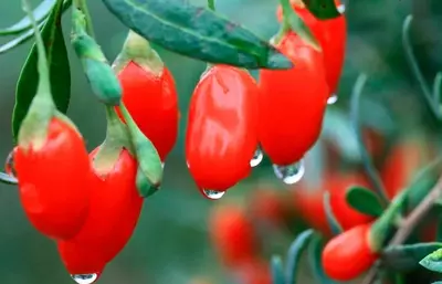 Лечебное растение Goji (deraza) Свежие плоды Лечебное растение Goji (deraza) Свежие плоды