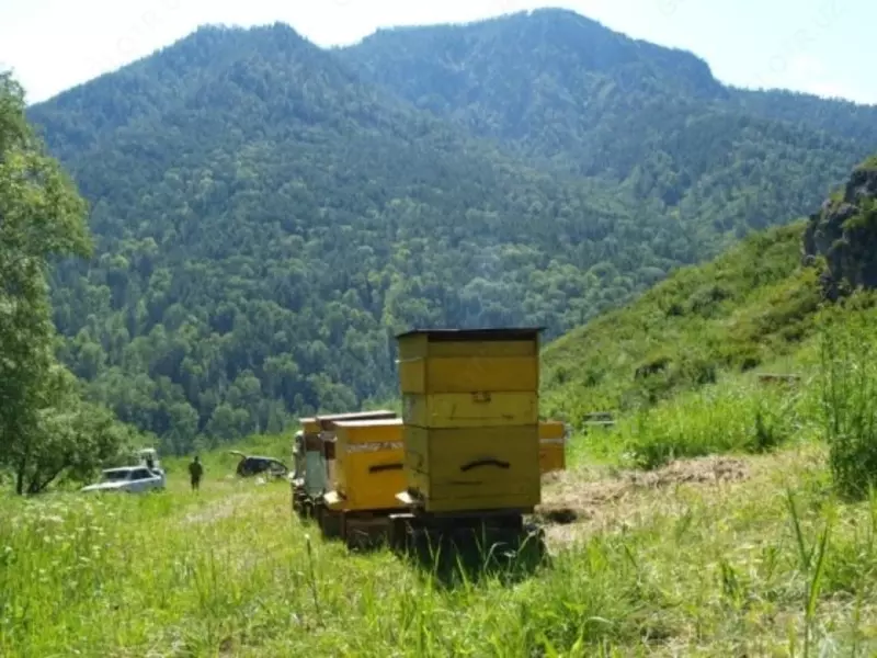 Мёд Asal Только оптом