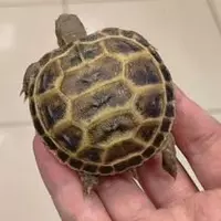 Черепаха домашные toshbaqa